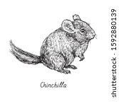 Chinchilla standing side view, hand drawn gravure style, vector sketch illustration, element for design