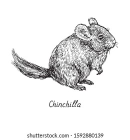 Chinchilla standing side view, hand drawn gravure style, vector sketch illustration, element for design