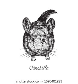Chinchilla, top view, hand drawn gravure style, vector sketch illustration, element for design
