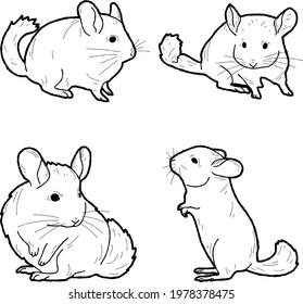 Chinchilla Vector Illustration Hand Drawn Animal Cartoon Art