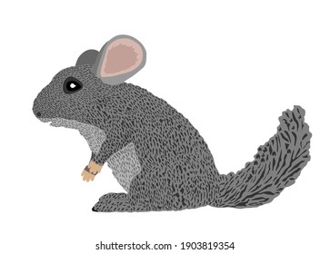 Chinchilla vector illustration isolated on white background. Cute little pet, rodent animal.