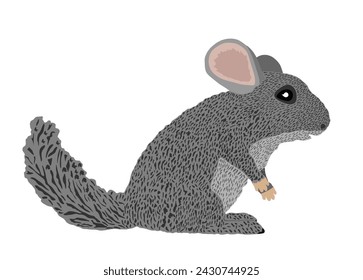 Chinchilla vector illustration isolated on white background. Cute little pet, rodent animal.