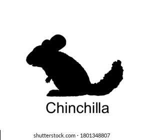 Chinchilla vector silhouette illustration isolated on white background. Cute little pet, rodent animal. Chinchilla shape shadow.