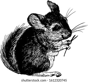 Chinchilla wild animal sketch style vector illustration. Old hand drawn engraving imitation.