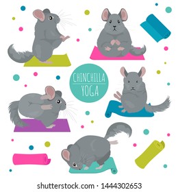 Chinchilla yoga poses and exercises. Cute cartoon clipart set. Vector illustration