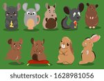 Chincilla animal vector graphic catoon illustration