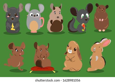 Chincilla Animal Vector Graphic Catoon Illustration