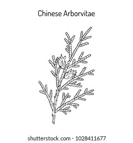 Chinese Arborvitae (Thuja orientalis), medicinal plant. Hand drawn botanical vector illustration