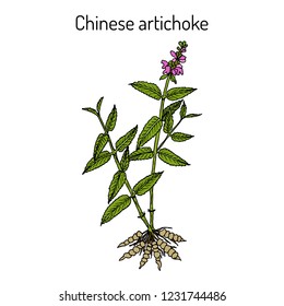 Chinese artichoke (stachys sieboldii), eatable and medicinal plant. Hand drawn botanical vector illustration