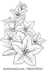 chinese bellflower drawing, bellflower vector, Vector illustration of a beautiful bell flowers bouquet. Vector sketch illustration, isolated on white. bellflower tattoo, Bellflower drawing easy.
