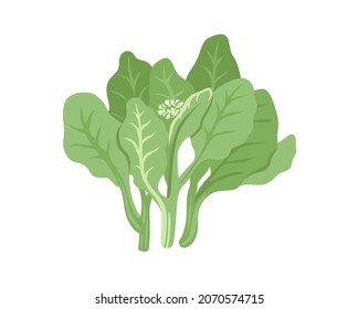 Chinese broccoli. Gai Lan, Kai Lan, Chinese kale. Fresh leafy green vegetable. Asian ingredient. Healthy natural vegetarian food. Hand drawn flat vector illustration.