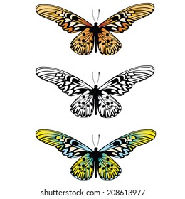 chinese butterfly