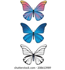 chinese butterfly