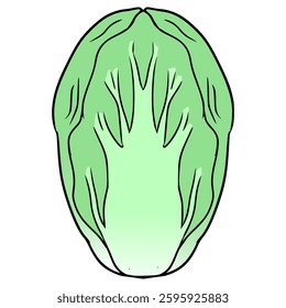 chinese cabage illustration hand drawn isolated vector