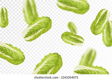 Chinese cabbage background. Flying or falling fresh cabbage isolated on transparent background. Can be used for advertising, packaging, banner, poster, print. Flat design. Vector illustration