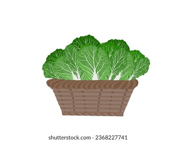 Chinese cabbage in a bamboo basket.