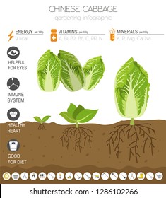 Chinese cabbage beneficial features graphic template. Gardening, farming infographic, how it grows. Flat style design. Vector illustration
