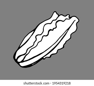 Chinese cabbage, black and white vector