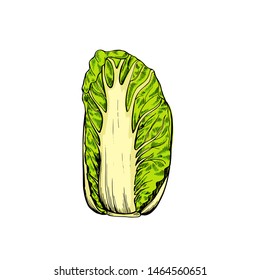 Chinese cabbage botanical hand drawn Isolated vector illustration. Organic vegetarian product. Chinese cabbage symbol applicable for restaurant menu or packaging, label, poster. Engraving