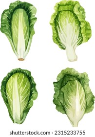 Chinese cabbage clipart, isolated vector illustration.