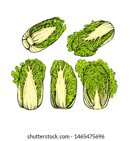 Chinese cabbage collection botanical hand drawn Isolated vector illustration. Organic vegetarian product. Chinese cabbage symbols set applicable for restaurant menu or packaging, label. Engraving
