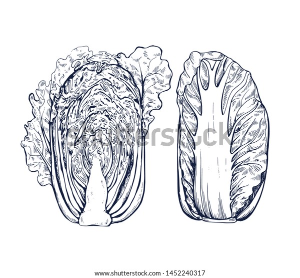 Chinese Cabbage Collection Botanical Hand Drawn Stock Vector (Royalty ...