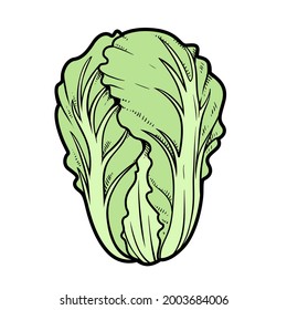 Chinese cabbage color variation for coloring page isolated on white background