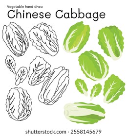 Chinese Cabbage doodle vegetable hand drawn outline and colors for kid, Package, labels Design element. Vector illustration