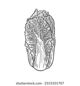 Chinese cabbage in engraving style. Image of cabbage in the table line drawing. Can be used for packaging.