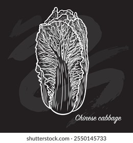 Chinese cabbage in engraving style on a black background. Chalk drawing of cabbage. Good for packing. Sketch drawing of cabbage. Great for packing.