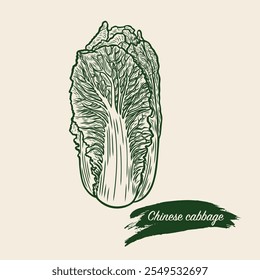 Chinese cabbage in engraving style. Sketch drawing of cabbage. Great for packing.