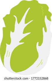 Chinakohl, flache Vektorgrafik