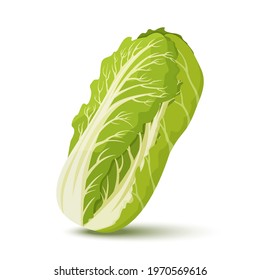 Chinese cabbage. Fresh Chinese cabbage. Healthy food. Organic ingredient for vegetarian salad. Flat vector for promo poster of grocery store