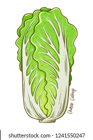 Chinese cabbage fresh natural vegetable, hand drawn vector illustration isolated