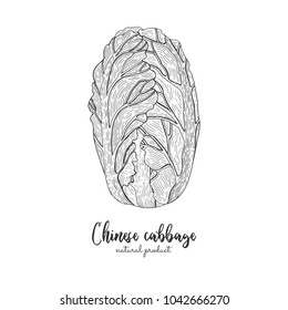 Chinese cabbage hand drawn vector illustration. Isolated vegetable engraved style object. Detailed vegetarian food drawing. Farm market product. Great for menu, recipes, farmers market, packing.