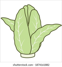 Chinesischer Kohl für Icon-Illustration