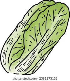 Chinese cabbage illustration. Doodle vegetable. food ingredient. menu board