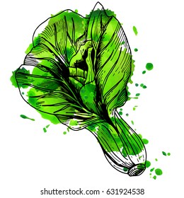 Chinese cabbage illustration in green. Organic eco vegetable food background.Vector sketch style illustration.