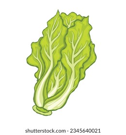 chinese cabbage isolated illustration on white background