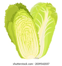 Chinese cabbage isolated on background. Vector illustration. Whole, cut and cabbage leaf.