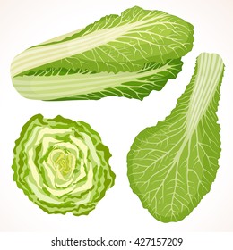 Chinese cabbage isolated on background. Vector illustration. Whole, cut and cabbage leaf.