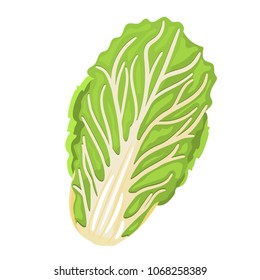 Chinese Cabbage. Isolated cabbage on white background. EPS 10. Vector illustration