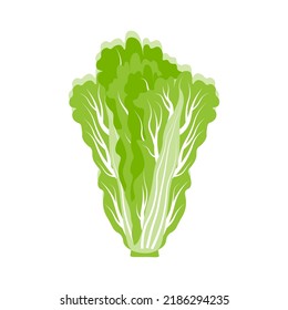 Chinese cabbage isolated on white background