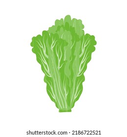 Chinese cabbage isolated on white background, textured.