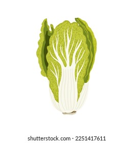 Chinese cabbage isolated on a white background. Fresh and whole head of cabbage. Vector clipart.