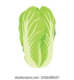 Chinese cabbage isolated on white background. Vector illustration