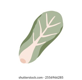 Chinese cabbage isolated on white background. Hand drawing vector illustration