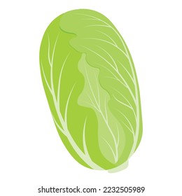 Chinese cabbage. Kimchi is a dish of Korean cuisine. Asian food. Sharply seasoned pickled, fermented vegetables. vector stock illustration.