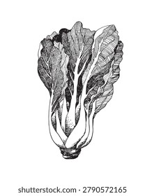 Chinese cabbage with leaf, lettuce salad, vegetables. Сlipart desing. Cabbages silhouette vector illustration. Food eco-friendly concept. Healthy detox diet.
