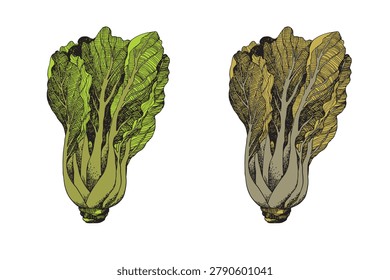 Chinese cabbage with leaf, lettuce salad, vegetables. Сlipart desing. Cabbages silhouette vector illustration. Food eco-friendly concept. Healthy detox diet.